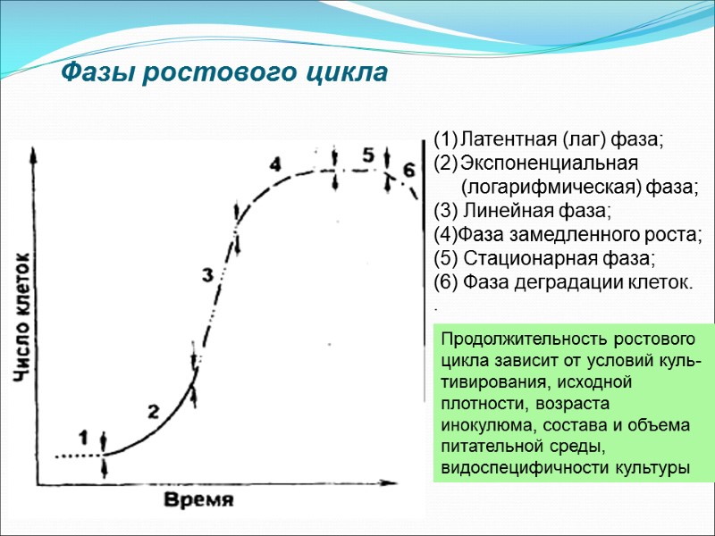 Фазы ростового цикла Латентная (лаг) фаза;  Экспоненциальная      